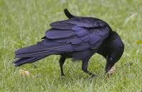 Australian Crow-feeding