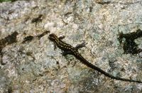 : Mertensiella caucasica; Caucasian Salamander
