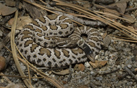 : Crotalus cerberus; Arizona Black Rattlesnake