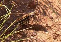 : Ctenophorus isolepis; Central Military Dragon