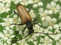 Paracorymbia maculicornis