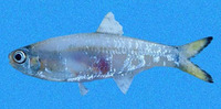 Anchoviella balboae, Balboa anchovy: