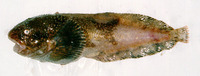 Liparis gibbus, Variegated snailfish: