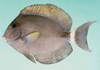 Acanthurus grammoptilus, Finelined surgeonfish: fisheries