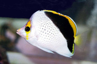 Chaetodon tinkeri, Hawaiian butterflyfish: aquarium