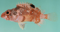 Scorpaenodes varipinnis, Blotchfin scorpionfish: