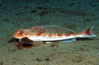Chelidonichthys obscurus, Longfin gurnard: fisheries