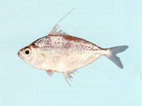 Leiognathus moretoniensis, Moreton Bay ponyfish: