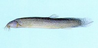 Misgurnus mizolepis, : fisheries, aquaculture