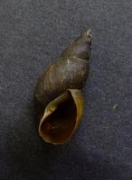 Stagnicola palustris - Marsh Pond Snail