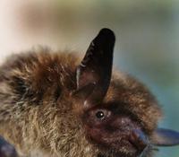 Image of: Myotis lucifugus (little brown bat)