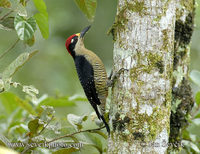 Melanerpes pucherani - Black-cheeked Woodpecker