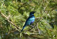 Image of: Lamprotornis chalybaeus (greater blue-eared starling)