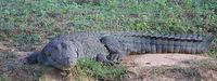 Image of: Crocodylus palustris (mugger)