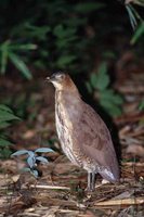 Malayan Night-Heron - Gorsachius melanolophus