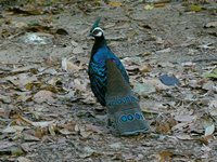 Palawan Peacock-Pheasant - Polyplectron napoleonis