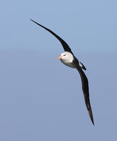 Black-browed Albatross (Thalassarche melanophris melanophris) photo