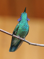 Green Violet-ear - Colibri thalassinus