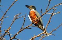Ringed Kingfisher - Ceryle torquatus