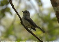 White-eyed Slaty-Flycatcher - Melaenornis fischeri
