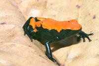 Splash-back Poison Frog Dendrobates Galactonotus