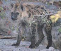 Photograph of a young spotted hyaena