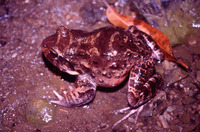 : Leptodactylus turimiquensis; Calf Frog