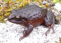 : Pristimantis paramerus