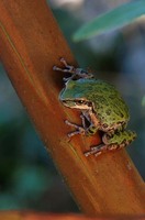 : Pseudacris regilla; Pacific Treefrog