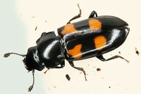 Glischrochilus quadripunctatus - European Bark Beetle Predator