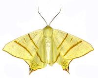 Ourapteryx sambucaria - Swallow-tailed Moth