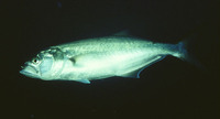 Pomatomus saltatrix, Bluefish: fisheries, aquaculture, gamefish, bait