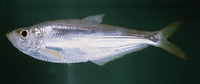 Ilisha elongata, Elongate ilisha: fisheries