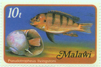 Pseudotropheus livingstonii, : aquarium