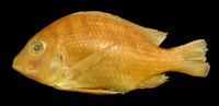 Tylochromis variabilis, :