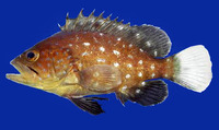 Epinephelus exsul, Tenspine grouper: fisheries