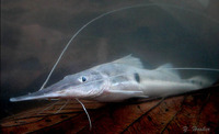 Platystomatichthys sturio, : fisheries, aquarium