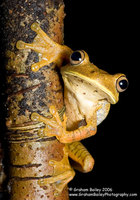 Map Tree Frog - Hyla geographica