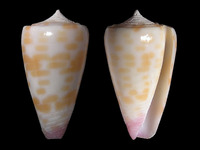 Conus tessulatus