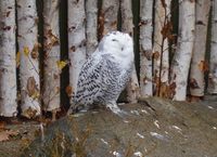 Bubo scandiacus - Snowy Owl