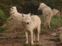 Canis lupus arctos - North American Arctic Wolf