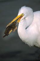 Image of: Ardea alba (great egret)