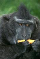 Macaca nigra - Celebes Crested Macaque