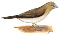 Image of: Lonchura cantans (African silverbill)