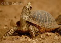 Terrapene ornata ornata - Eastern Ornate Box Turtle