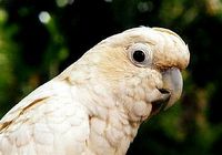 Philippine Cockatoo - Cacatua haematuropygia