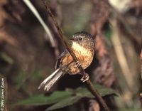 Bar-winged Wren Babbler - Spelaeornis troglodytoides
