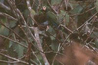 Chestnut-fronted Macaw - Ara severa