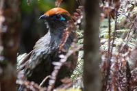 Red-fronted Coua - Coua reynaudii
