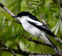 White-winged Triller - Lalage tricolor
